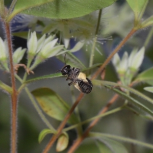 Apiformes (informal group) at Capalaba, QLD - 2 Nov 2023 12:09 PM