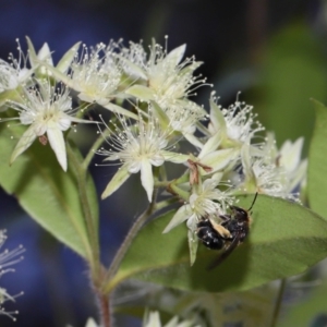 Apiformes (informal group) at Capalaba, QLD - 2 Nov 2023 12:09 PM