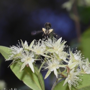 Apiformes (informal group) at Capalaba, QLD - 2 Nov 2023 12:09 PM