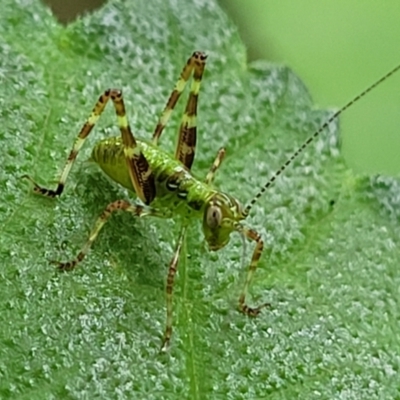 Caedicia simplex (Common Garden Katydid) at Sullivans Creek, Lyneham South - 2 Nov 2023 by trevorpreston