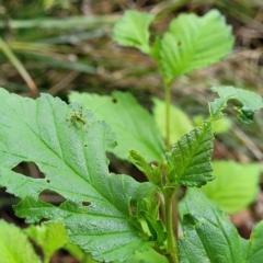 Caedicia simplex at Lyneham, ACT - 3 Nov 2023