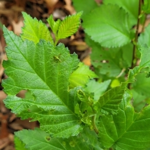 Caedicia simplex at Lyneham, ACT - 3 Nov 2023