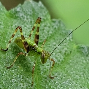 Caedicia simplex at Lyneham, ACT - 3 Nov 2023