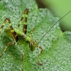 Caedicia simplex at Lyneham, ACT - 3 Nov 2023 08:31 AM