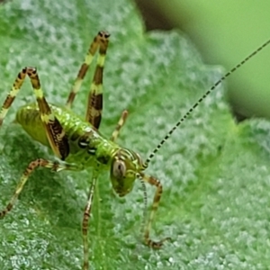 Caedicia simplex at Lyneham, ACT - 3 Nov 2023