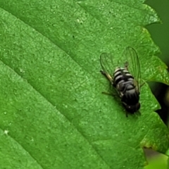 Unidentified True fly (Diptera) at Lyneham, ACT - 2 Nov 2023 by trevorpreston