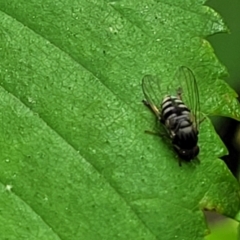 Unidentified True fly (Diptera) at Sullivans Creek, Lyneham South - 2 Nov 2023 by trevorpreston
