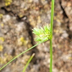 Carex inversa (Knob Sedge) at Lyneham, ACT - 3 Nov 2023 by trevorpreston