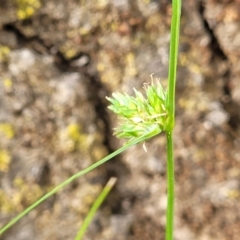 Carex inversa (Knob Sedge) at Lyneham, ACT - 2 Nov 2023 by trevorpreston