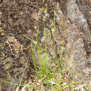Carex inversa at Lyneham, ACT - 3 Nov 2023