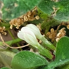 Trifolium subterraneum (Subterranean Clover) at Lyneham, ACT - 3 Nov 2023 by trevorpreston