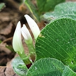 Trifolium subterraneum at Lyneham, ACT - 3 Nov 2023