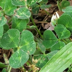 Trifolium subterraneum at Lyneham, ACT - 3 Nov 2023