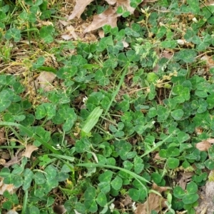 Trifolium subterraneum at Lyneham, ACT - 3 Nov 2023