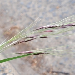 Nassella neesiana (Chilean Needlegrass) at Lyneham, ACT - 3 Nov 2023 by trevorpreston