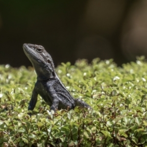 Amphibolurus muricatus at Forde, ACT - suppressed