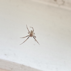 Araneus hamiltoni at Aranda, ACT - 2 Nov 2023 08:15 AM