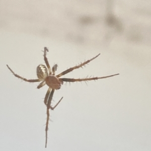 Araneus hamiltoni at Aranda, ACT - 2 Nov 2023 08:15 AM