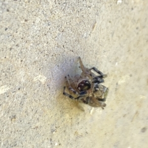 Maratus griseus at Aranda, ACT - 2 Nov 2023