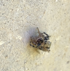 Maratus griseus (Jumping spider) at Aranda, ACT - 2 Nov 2023 by Jubeyjubes