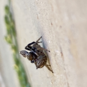 Maratus griseus at Aranda, ACT - 2 Nov 2023