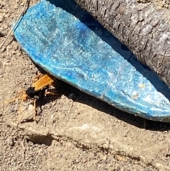Cryptocheilus bicolor (Orange Spider Wasp) at Aranda, ACT - 2 Nov 2023 by Jubeyjubes