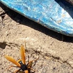 Cryptocheilus sp. (genus) at Aranda, ACT - 2 Nov 2023