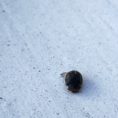 Unidentified Beetle (Coleoptera) at Aranda, ACT - 2 Nov 2023 by Jubeyjubes