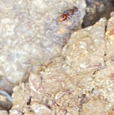 Mutillidae (family) (Unidentified Mutillid wasp or velvet ant) at Aranda, ACT - 2 Nov 2023 by Jubeyjubes