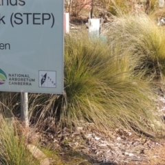 Poa labillardierei (Common Tussock Grass, River Tussock Grass) at Sth Tablelands Ecosystem Park - 23 Jul 2023 by michaelb