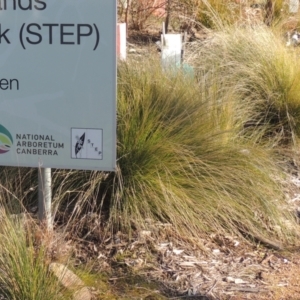 Poa labillardierei at Molonglo Valley, ACT - 23 Jul 2023