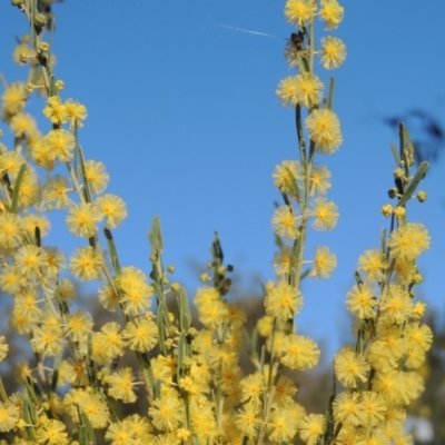 Acacia flexifolia (Bent-leaf Wattle) at Molonglo Valley, ACT - 23 Jul 2023 by MichaelBedingfield