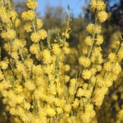 Acacia flexifolia at Molonglo Valley, ACT - 23 Jul 2023