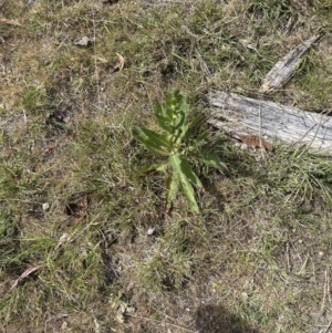 Verbascum virgatum at Aranda, ACT - 3 Nov 2023 10:47 AM