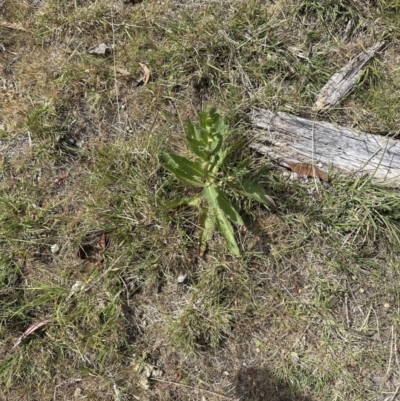 Verbascum virgatum (Green Mullein) at Aranda, ACT - 2 Nov 2023 by lbradley