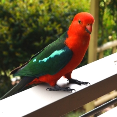 Alisterus scapularis (Australian King-Parrot) at Jamberoo, NSW - 3 Nov 2023 by plants