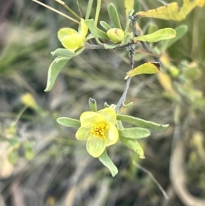 Hibbertia obtusifolia at Acton, ACT - 1 Nov 2023
