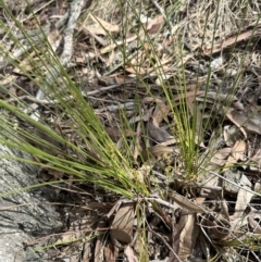 Lomandra filiformis subsp. filiformis (Wattle Matrush) at Aranda, ACT - 2 Nov 2023 by lbradley
