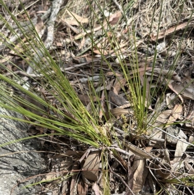Lomandra filiformis subsp. filiformis (Wattle Matrush) at Aranda, ACT - 2 Nov 2023 by lbradley