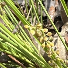 Lomandra filiformis subsp. filiformis at Aranda, ACT - 3 Nov 2023 10:53 AM