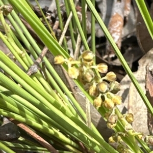 Lomandra filiformis subsp. filiformis at Aranda, ACT - 3 Nov 2023