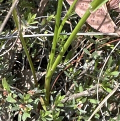 Austrostipa scabra at Aranda, ACT - 3 Nov 2023 by lbradley