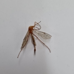 Netelia sp. (genus) (An Ichneumon wasp) at Belconnen, ACT - 3 Nov 2023 by Butterflygirl
