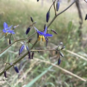 Dianella revoluta var. revoluta at Campbell, ACT - 3 Nov 2023 10:11 AM