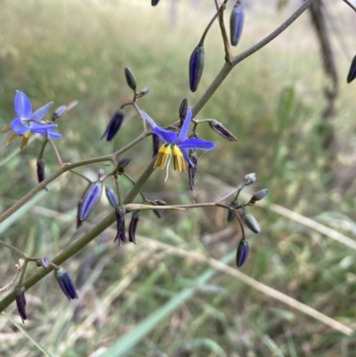 Dianella revoluta var. revoluta (Black-Anther Flax Lily) at Campbell, ACT - 2 Nov 2023 by SilkeSma