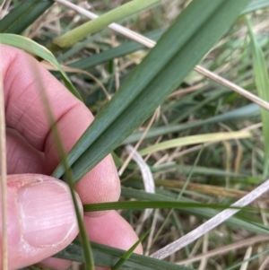 Dianella revoluta var. revoluta at Campbell, ACT - 3 Nov 2023