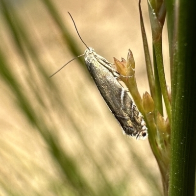 Glyphipterix palaeomorpha (A Gem moth (Gliphypterigidae)) at Dickson, ACT - 2 Nov 2023 by Pirom
