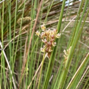 Glyphipterix palaeomorpha at Dickson, ACT - 2 Nov 2023