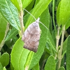 Tortricopsis euryphanella (A concealer moth) at Corroboree Park - 28 Oct 2023 by Pirom