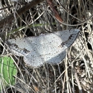 Taxeotis intextata at Ainslie, ACT - 1 Nov 2023